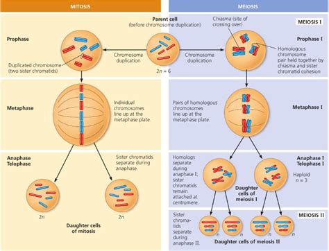 Mitosis vs Meiosis - The Centauri Project