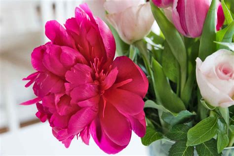 Peony tulip - How to plant, care and grow for peony tulips