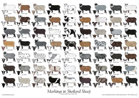 Colours & Markings | The Breed | Shetland Sheep Society