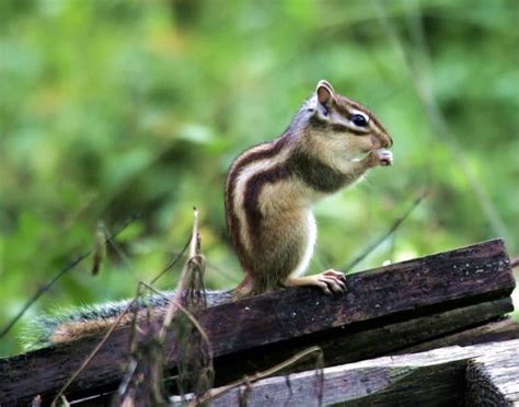 Siberian Chipmunk - Learn About Nature