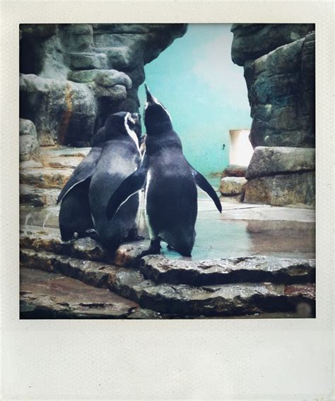 Prague zoo penguins Prague Zoo, Animals Beautiful, Penguins, Bugs, Whale, Travel, Cutest Animals ...