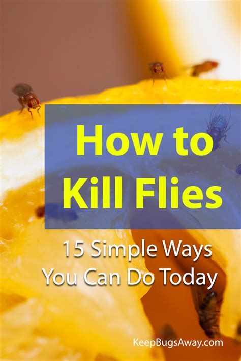 How to Kill Flies: Top 15 Easy Ways to Get Rid of Flies