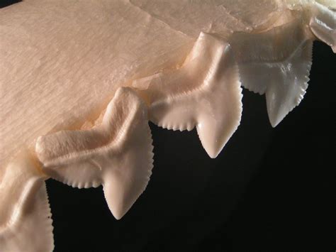 File:Tiger shark teeth.jpg - Wikipedia