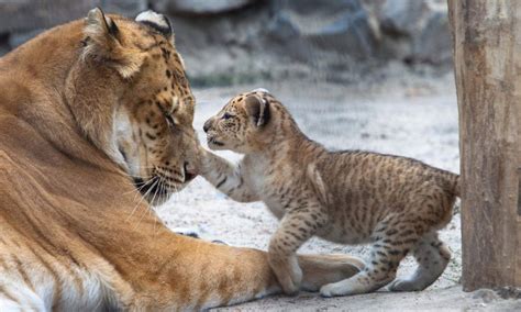 20 Amazing Liger Facts [Lion-Tiger hybrids] - Our Planet