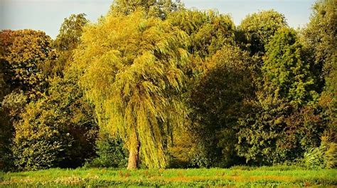 Willow Tree – Meaning and Symbolism