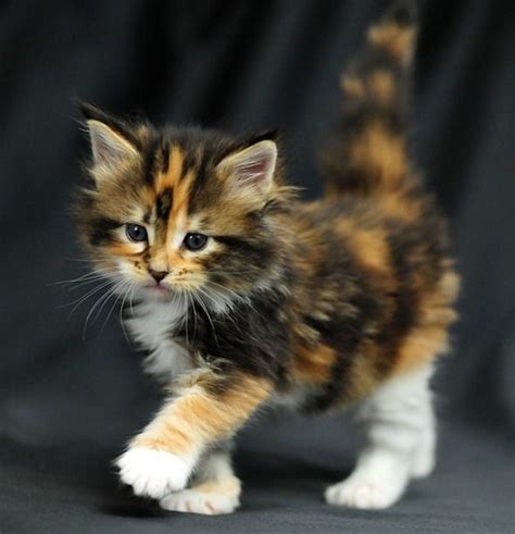 123 best Calico kittens images on Pinterest | Cute kittens, Kittens and ...