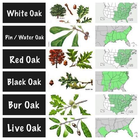 Red Oak Tree Leaf Identification Chart