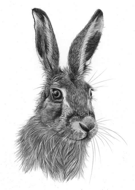 Animal Drawings by Angela of Pencil Sketch Portraits