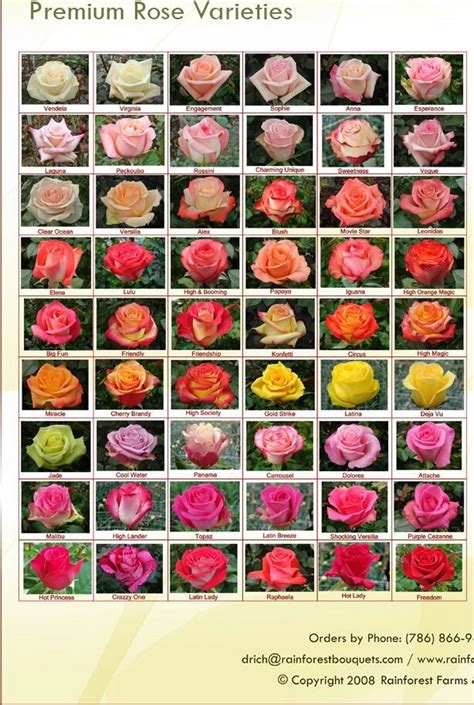 Roses and its names | Rose varieties, Beautiful flowers, Planting flowers