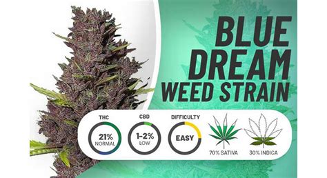 Blue dream weed strain