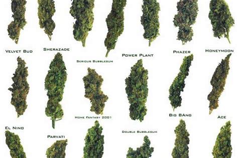 How to Know What Weed Strain to Buy: Cannabasics