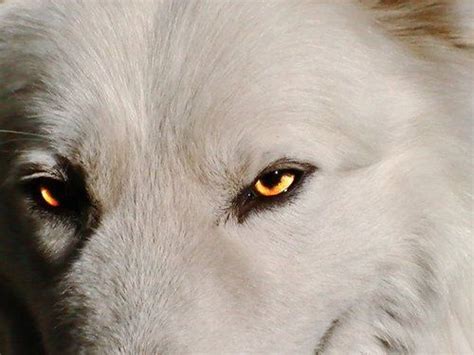 38 best images about Wolf eye, wolf eyes on Pinterest | Wolves, Arctic wolf and Eyes