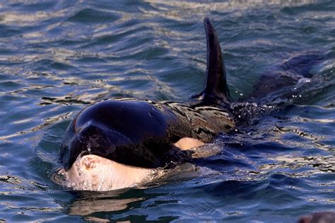 Baby orca dies in New Zealand after fruitless search for mother