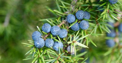 5 Emerging Benefits of Juniper Berries