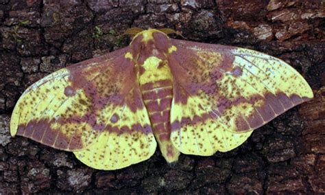 imperial moth - Eacles imperialis imperialis (Drury, 1773)