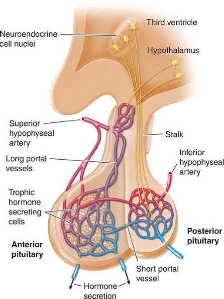 Pituitary Gland & Hypothalamus: Structure, Function & Hormones | Study.com