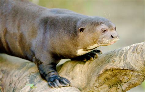 Giant River Otter | Starmind Conservation