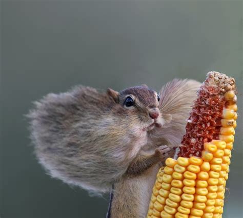 A squirrel eating corn | Rebrn.com