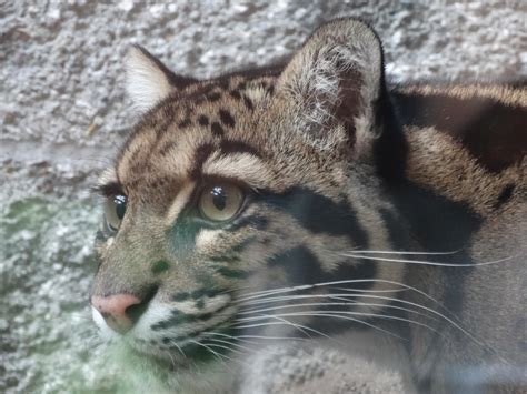 Clouded Leopard Closeup by kazuma52 on DeviantArt