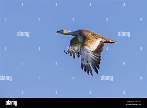 Great bustard (Otis tarda) female in flight in spring is amongst the heaviest living flying ...