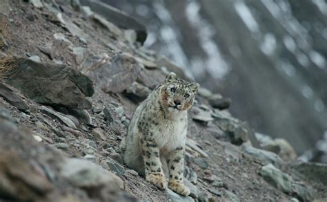 Government committed to landscape restoration for snow leopard habitat conservation – KRC TIMES