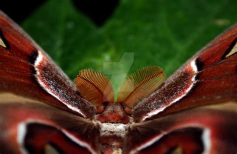 Moth Closeup by ryanhacking on DeviantArt