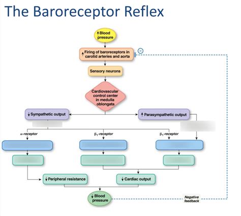 Diagram of The Baroreceptor Reflex | Quizlet