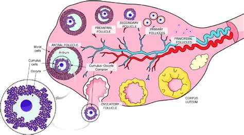 Oocyte Structure