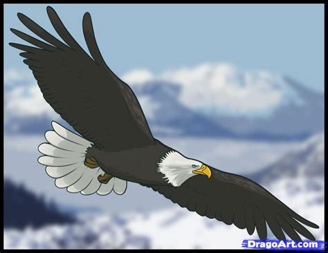 Flying Eagle Pencil Drawing at GetDrawings | Free download