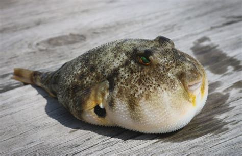 Fugu Fish: The poisonous Japanese Puffer Fish you can buy online