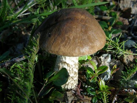 Brown cap mushroom stock photo. Image of hobby, ingredient - 28664744