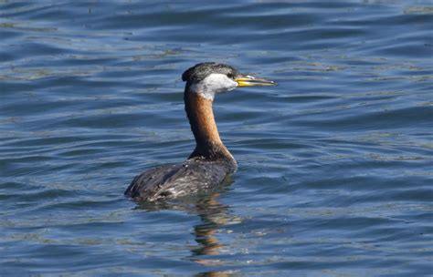 Red-necked Grebe | San Diego Bird Spot