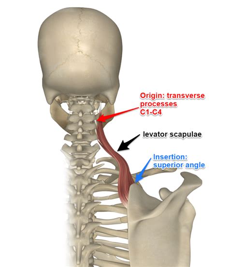 The levator scapulae muscle : Origin, Insertion, Action, Function