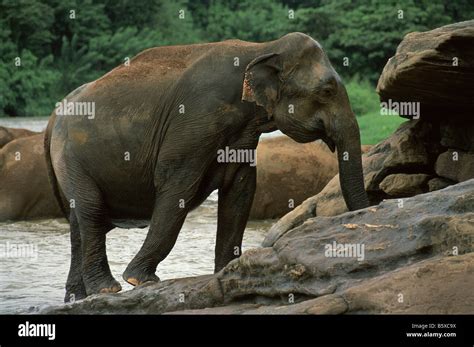 Elephant orphanage Sri Lanka Asia Stock Photo - Alamy