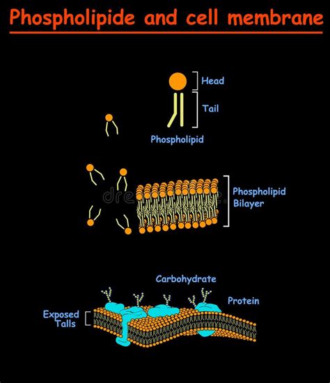 Mambrains De Phospholipides Et De Cellules Graphique D'infos De ...