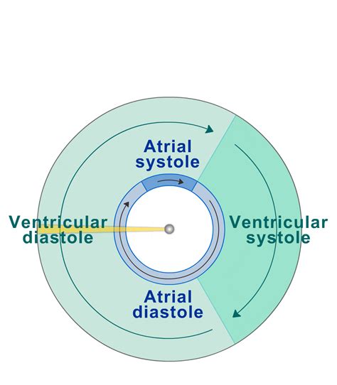 Cardiac Cycle Animation