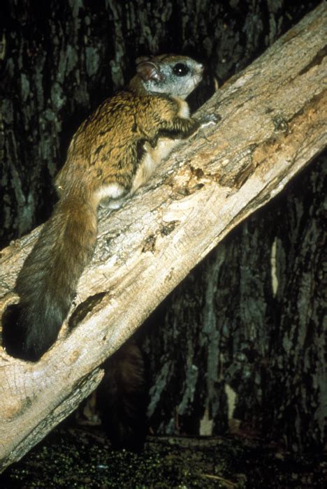 Northern Flying Squirrel - Glaucomys sabrinus | Wildlife Journal Junior