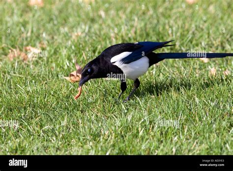 Magpie eating a worm Stock Photo - Alamy