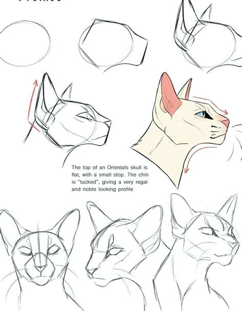 Одноклассники | Cat drawing tutorial, Warrior cat drawings, Cats art drawing