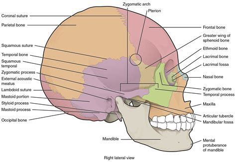 Skull Labeling Worksheet — db-excel.com