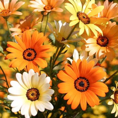 50 Mixed Pastel African Daisy Seeds - Welldales