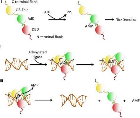 Ligase Enzyme Structure - Ksawery Bloom