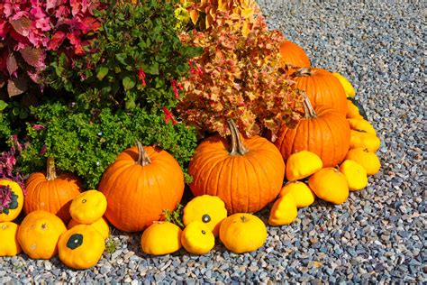 Fall Harvest Display Free Stock Photo - Public Domain Pictures