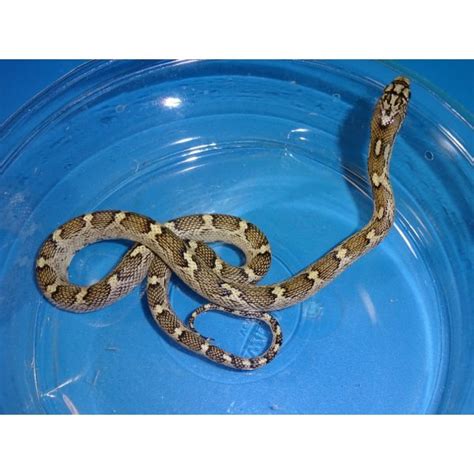 White Sided Black Rat Snake - baby - Strictly Reptiles