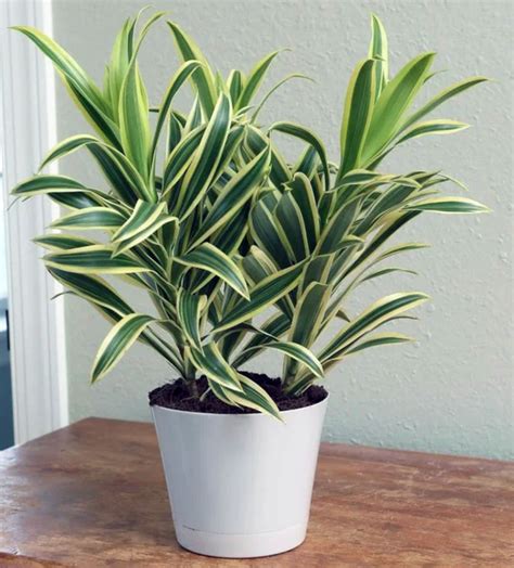 Dracaena Deremensis Care - Plant Guide