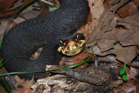 Symptoms and Treatment of a Cottonmouth Bite