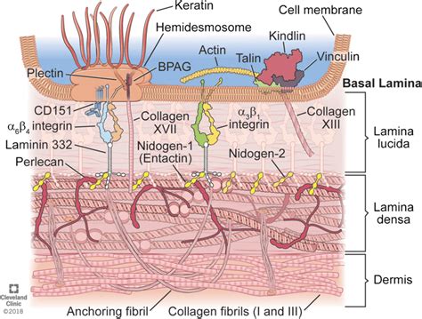 Basal Lamina Diagram