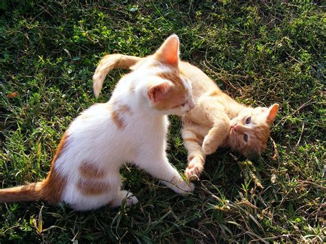 Free photo: Kittens, Playing, Animals, Cats - Free Image on Pixabay - 88517