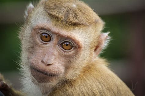 Monkey Eyes Animal - Free photo on Pixabay