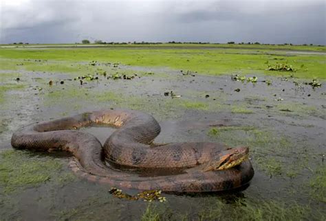 Green Anaconda Facts | Anatomy, Diet, Habitat, Behavior - Animals Time